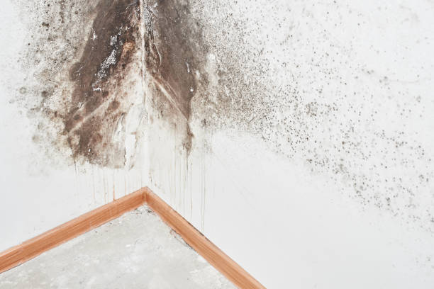 Why You Should Choose Our Mold Remediation Services in Gibbon, NE